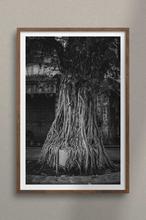 1607684701961_Detalle_Myan_Arbol_BW
