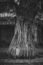 1607684723782_Low_Myan_Arbol_BW