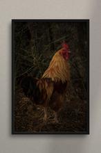 1607704727796_Detalle_Gallo
