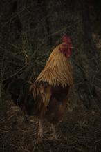1607704753395_Low_Gallo