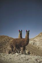 1608032948412_Low_Bolivia_Dos