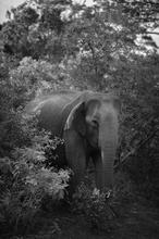 1608035264387_Low_Sri_Elefante