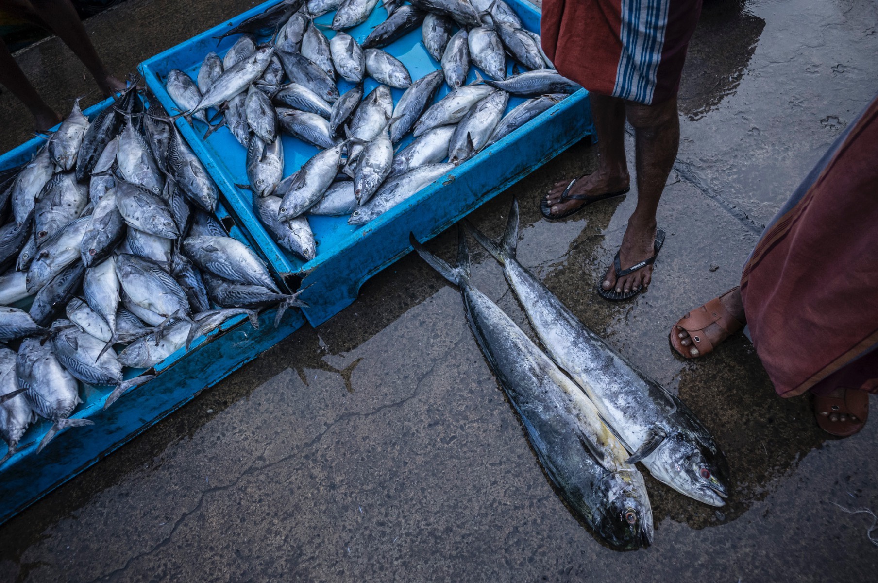 Picture of Pesca, Sri Lanka.