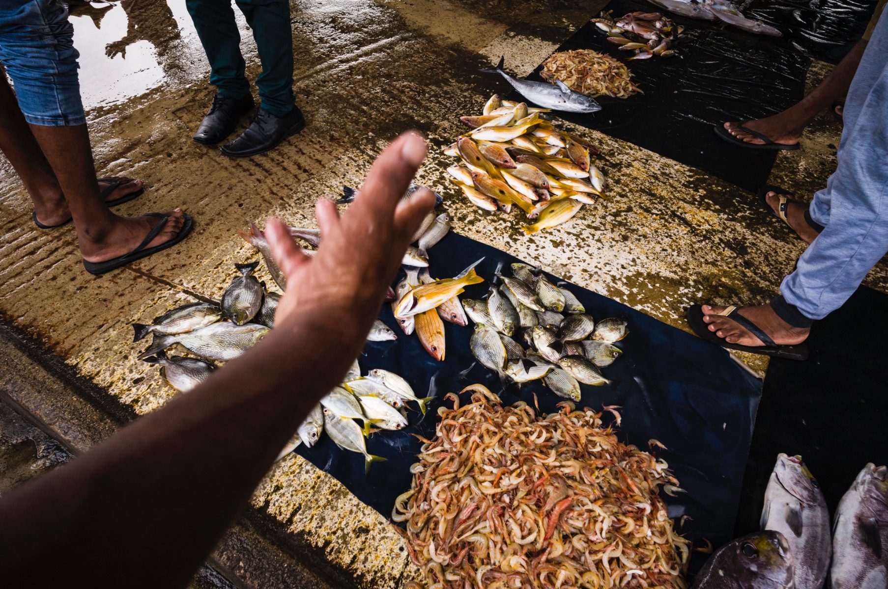 Picture of Pesca, Sri Lanka.