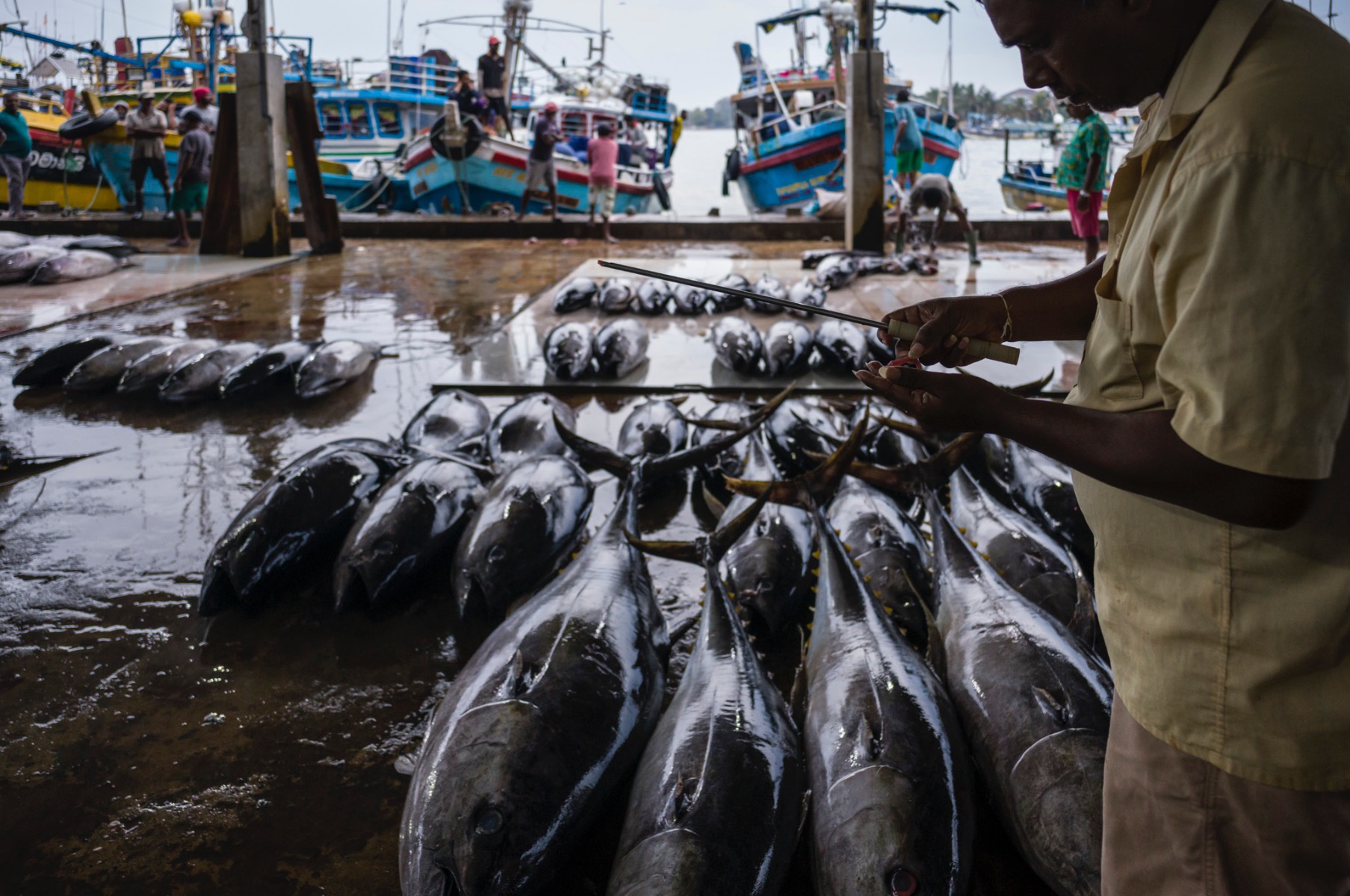 Picture of Pesca, Sri Lanka.