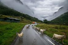 Norvegia, Norway