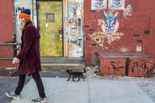 City, New York, Street Art, dog