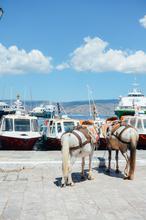 Greece, Hydra, Island, Donkeys