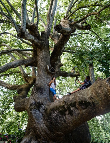 The thousand year old tree in the centre of Agia Paraskevi Square, Tsagarada village, Pelion peninsula, Greece.. Agia Paraskevi, Pelion, Tsagarada, Tsagkarada,. Greece,